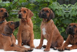 Rhodesian Ridgeback piękne szczenięta standardowe FCI.