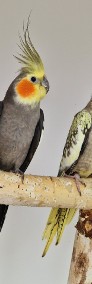 Nimfa nimfy papugi papuga młode dojrzałe -3