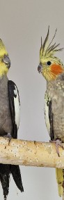 Nimfa nimfy papugi papuga młode dojrzałe -4