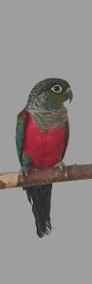 Rudosterka czerwonobrzucha samica-3