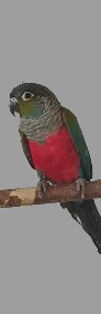 Rudosterka czerwonobrzucha samica-4