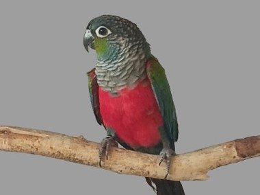 Rudosterka czerwonobrzucha samica-1
