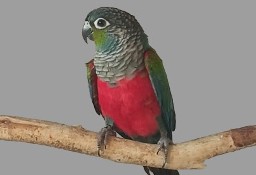 Rudosterka czerwonobrzucha samica