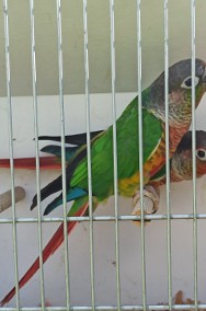 Papugi rudosterki-2