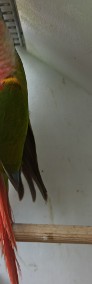 Papugi rudosterki-4