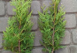 TUJA BRABANT THUJA BRABANT 25-50CM DONICA 0,5-1L DOSTAWA GRATIS POWYŻEJ 40 SZTUK