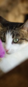 ADOPTOWANA - Panna Migotka, ciekawska kotka z wielkimi oczami-3