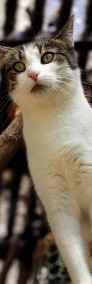 ADOPTOWANA - Panna Migotka, ciekawska kotka z wielkimi oczami-4