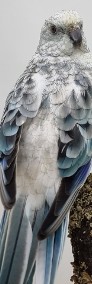 Świergotka Seledynowa Blue Opal samce i samica 2023 r.-3