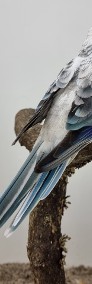 Świergotka Seledynowa Blue Opal samce i samica 2023 r.-4