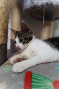 3 miesięczna Jeżynka, wesoła kicia do adopcji! -2