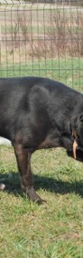 ŻARLIK - duży czarny psiak szuka aktywnego domu, adopcja-3