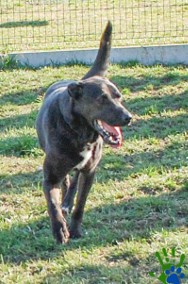 ŻARLIK - duży czarny psiak szuka aktywnego domu, adopcja-2