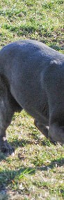ŻARLIK - duży czarny psiak szuka aktywnego domu, adopcja-4