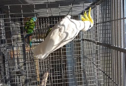 Sprzedam papuge kakadu galerita elonora samiec