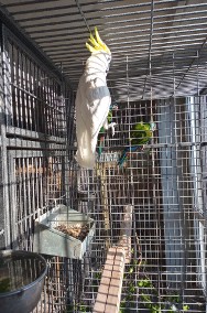 Sprzedam papuge kakadu galerita elonora samiec-2