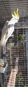 Sprzedam papuge kakadu galerita elonora samiec-3
