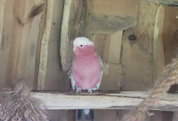 Papuga Kakadu różowe 