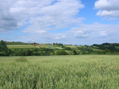 Gruszów (gm. Raciechowice) - gospodarstwo rolne o powierzchni 2,85 ha.-1