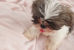 SHIH TZU DZIEWCZYNKA Z RODOWODEM