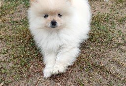 Szpic miniaturowy pomeranian 