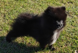 Szpic miniaturowy pomeranian 