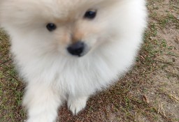 Szpic miniaturowy pomeranian 