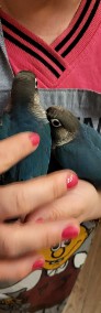 Rudosterki, kakadu , konury słoneczne  ręcznie karmione -3
