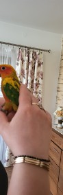 Rudosterki, kakadu , konury słoneczne  ręcznie karmione -4