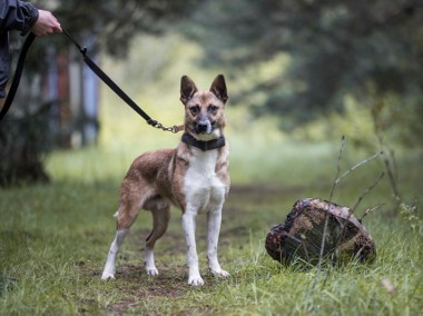 Lubisz słodycze? Wybierz słodkiego ANDRUTA! Piesek szuka domu-1