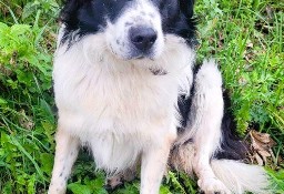 LAKI - piękny psiak w typie border collie szuka domu