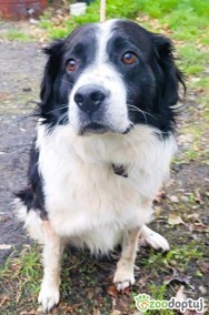 LAKI - piękny psiak w typie border collie szuka domu-3