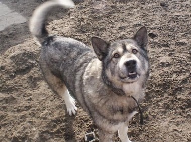 Bombu piękny pies mix alaskan malamute szuka domu! Adopcja!-1