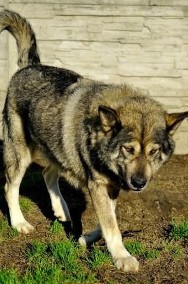 Bombu piękny pies mix alaskan malamute szuka domu! Adopcja!-2