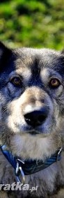 Bombu piękny pies mix alaskan malamute szuka domu! Adopcja!-3