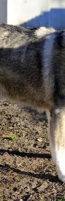 Bombu piękny pies mix alaskan malamute szuka domu! Adopcja!-4