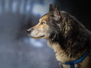 Inteligentny, spokojny wielkopies marzy o ciepłym domu na jesień swojego życia-1