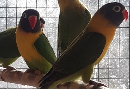 Młode papugi nierozłączki czarnogłuwki