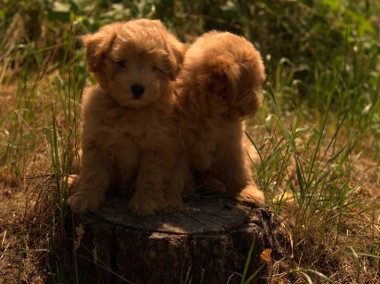 Pomapoo, pudel toy red & pomeranian pieski-1