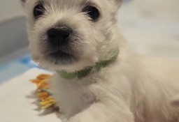 West Highland White Terrier 