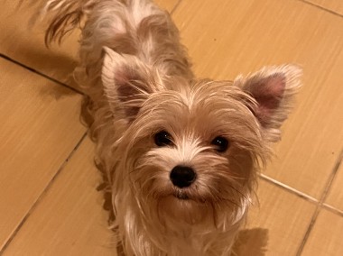 Yorkshire terrier biewer-1