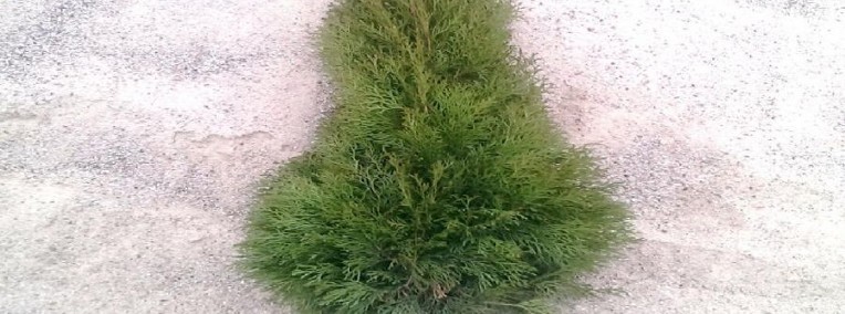 THUJA SMARAGD TUJA SZMARAGD 70CM! TANIA WYSYŁKA! - SADZONKA-1