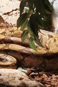 Wąż Boa Constrictor (boa dusiciel) + terrarium-2