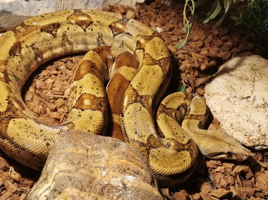 Wąż Boa Constrictor (boa dusiciel) + terrarium-1