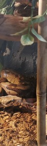 Wąż Boa Constrictor (boa dusiciel) + terrarium-4