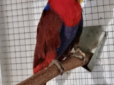 Eclectus Barwnica Zwyczajna-1