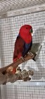 Eclectus Barwnica Zwyczajna