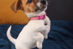 Jack Russell terrier 