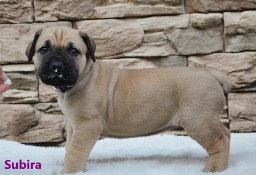 Boerboel 