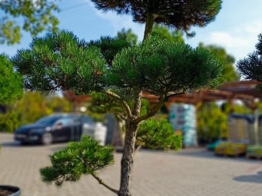 Bonsai - Pinus Nigra ~200 cm-1
